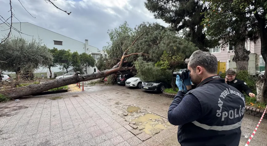 Aydın'da Şok Görüntüler! Hastane Bahçesinde Ağaç Devrildi, 4 Otomobil Zarar Gördü